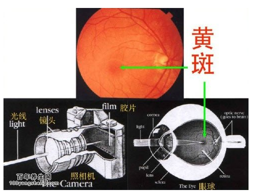 注意!这些征兆可能是黄斑病变“警报”