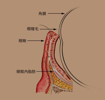 睫毛正常生长