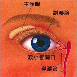 泪小管开口电凝封闭小手术可治疗顽固性干眼症