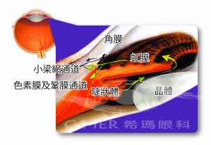 房水的产生以及排出通道