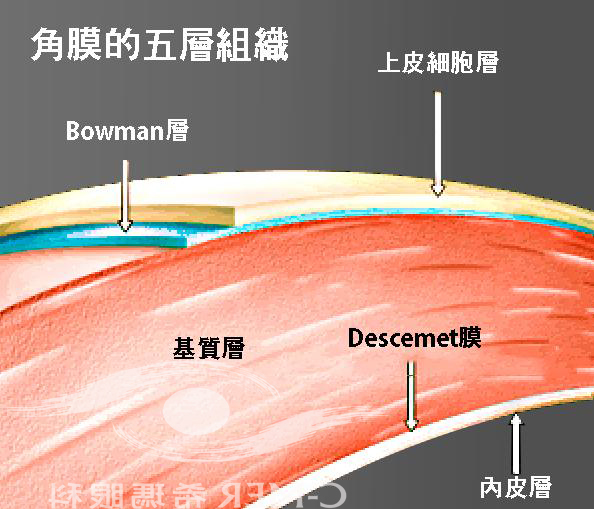 角膜的5层组织