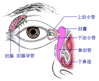 迎风流泪有可能是这些眼病
