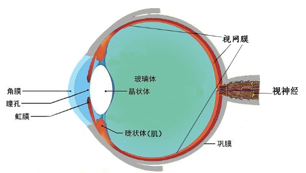 出现视力骤变，警惕圆锥角膜