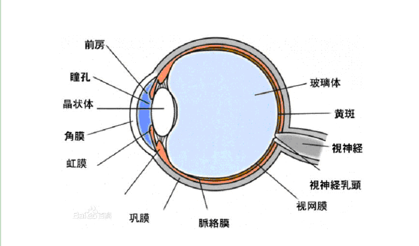 角膜炎与结膜炎分不清的朋友看过来