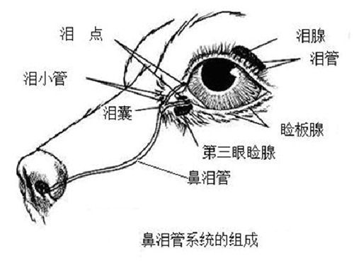 干眼症是泪液生成过少或泪液蒸发过快