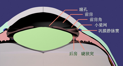 瞳孔散大房角关闭，当心急性青光眼