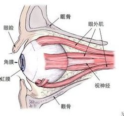 针对病因治疗，让斜视“斜”不胜正