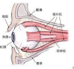 “斜不胜正”--单条肌肉微创手术治疗斜视